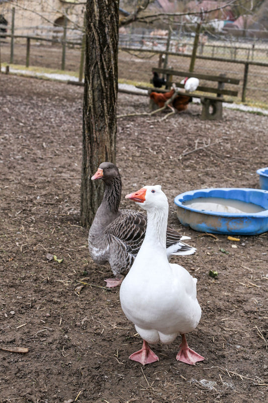 Tierpatenschaft für Gans - Martin